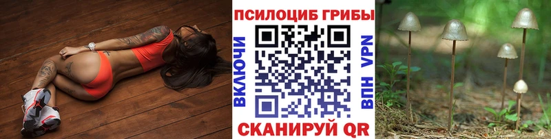 Псилоцибиновые грибы Psilocybe  Купить закладки  Высоковск 